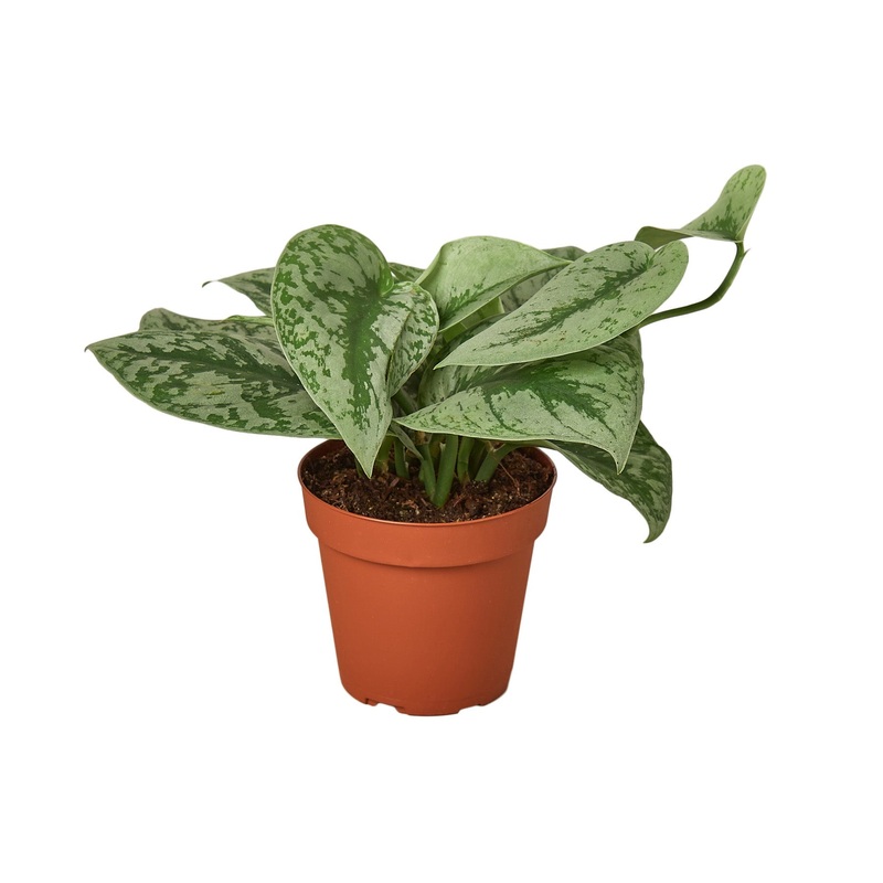 Scindapsus Pictus ‘Exotica’|4″ Pot|6″ Pot|8″ Pot