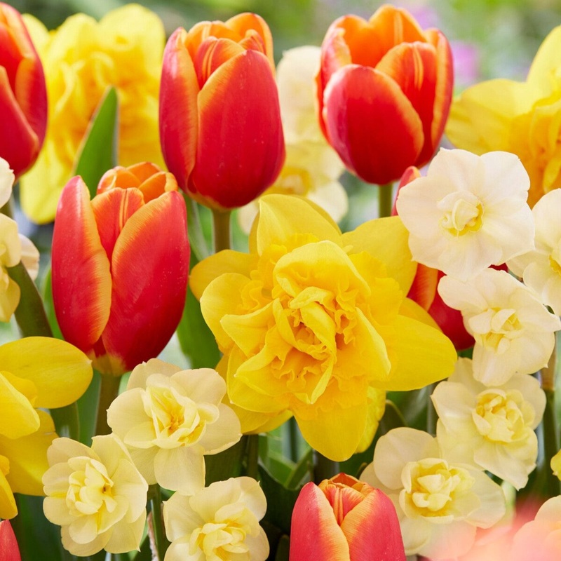 Showstopper Bulb Mix|25-pack