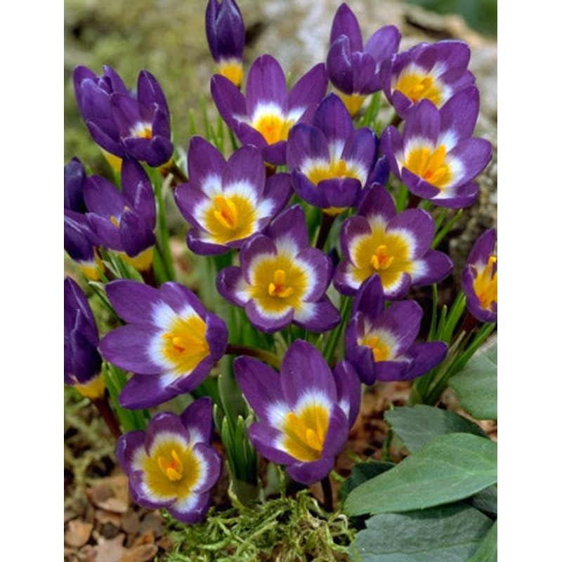 Sieberi Tricolor Crocus Bulbs|15-pack