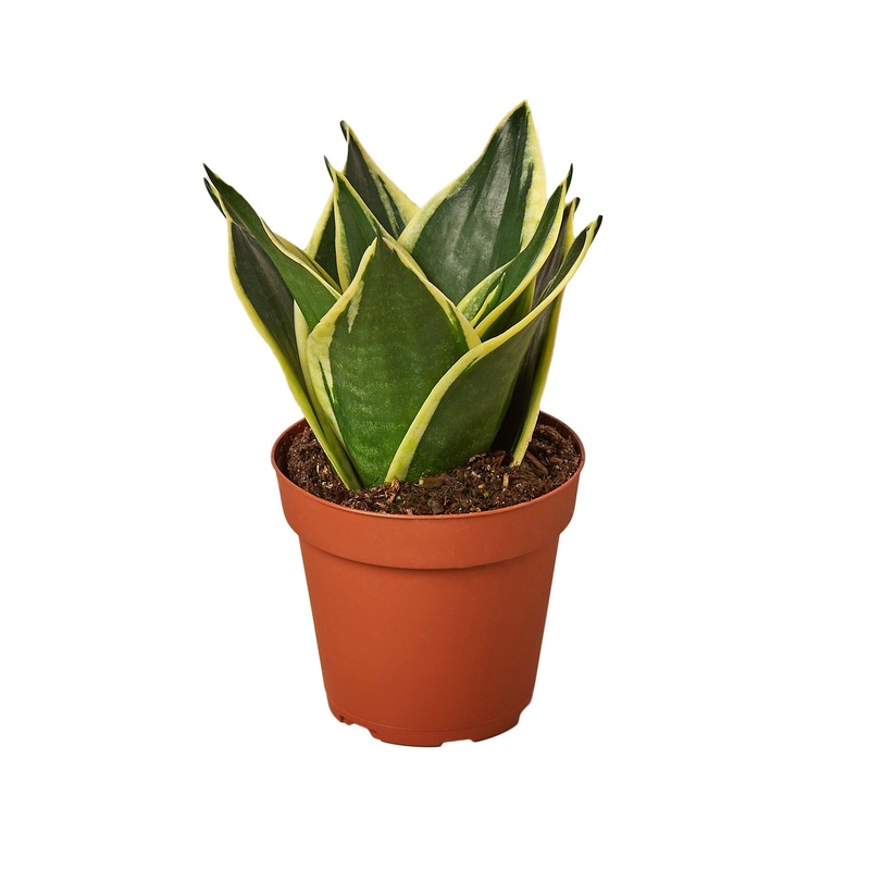Snake Plant Black Gold – Nursery Pot 4-inch