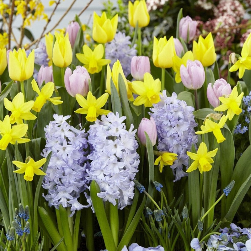 Springtime Bliss Bulb Mix|25-pack