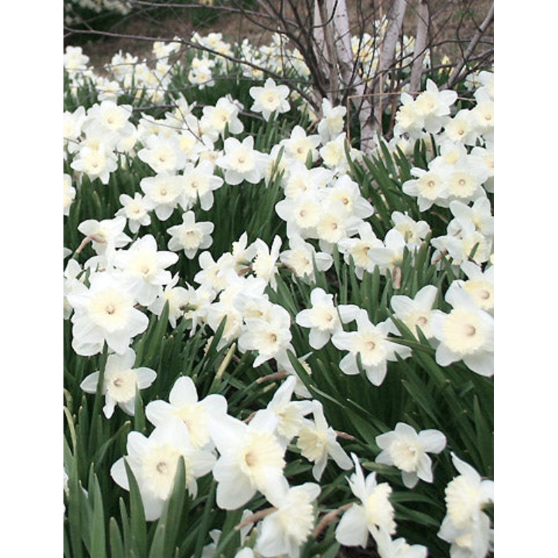 Stainless Daffodil Bulbs|10-pack