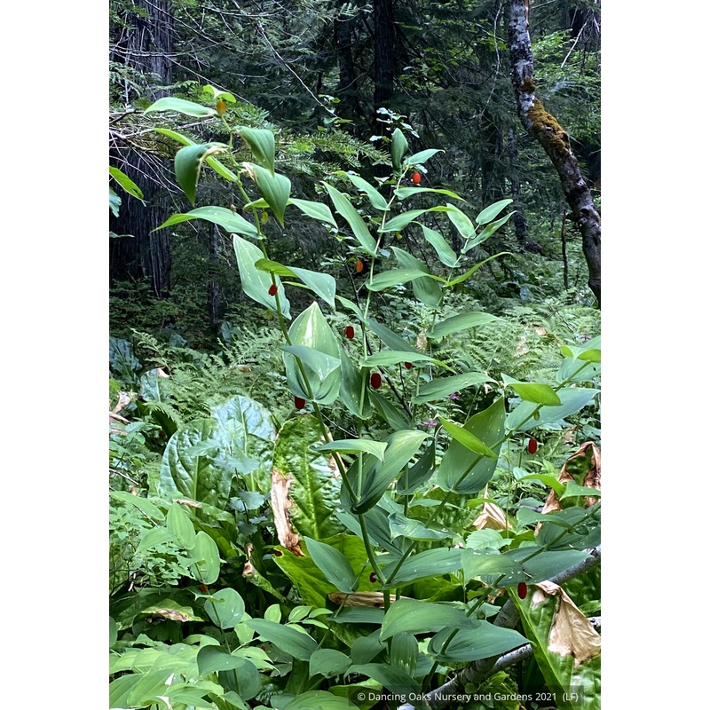 Streptopus amplexifolius, Twisted Stalk