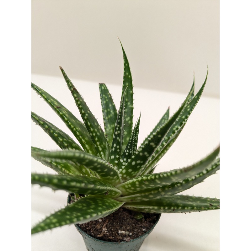 Succulent Gasteria Zimflora|4″ Pot