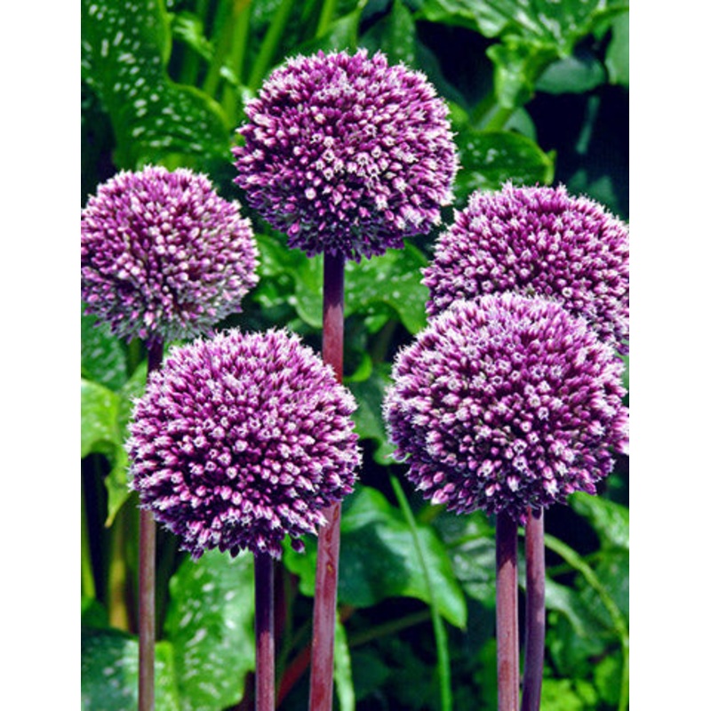Summer Drummer Allium Bulbs|5-pack