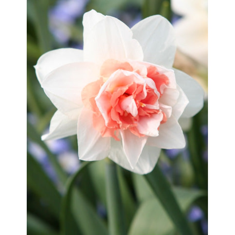Sweet Paradise Daffodil Bulbs|10-pack