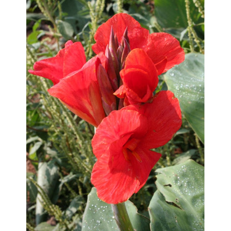 The President Canna Lily Bulbs