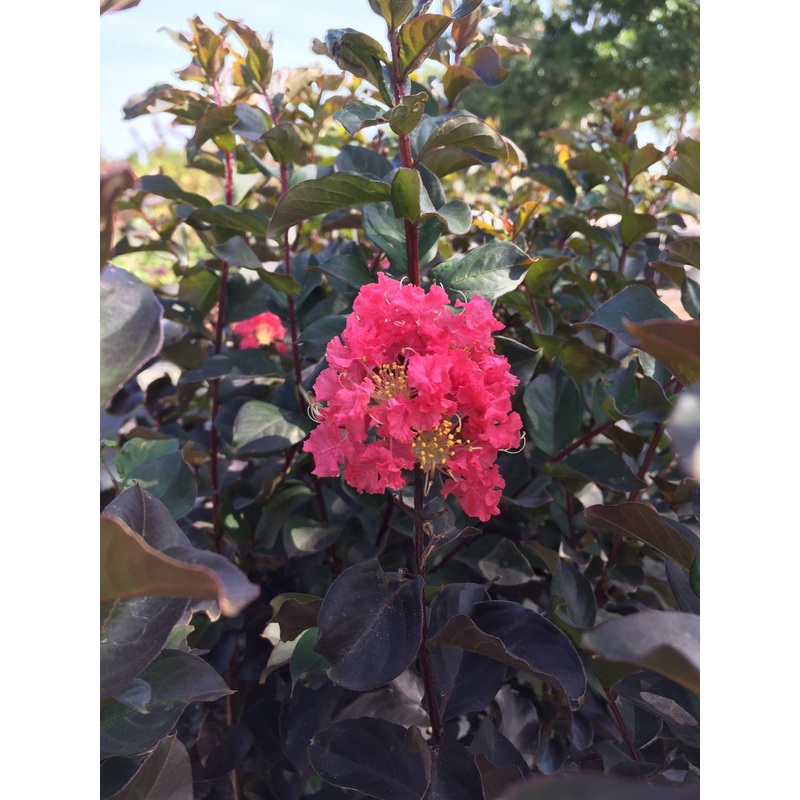 Thunderstruck Coral Boom Crape Myrtle