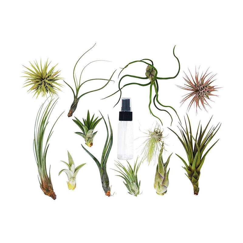 Tillandsia Air Plant Variety w/ Spray – 6 Pack