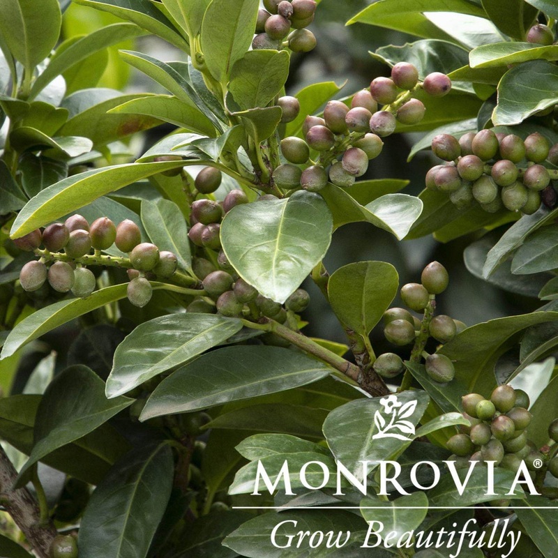 Volcano Cherry Laurel Topiary|2 Gallon