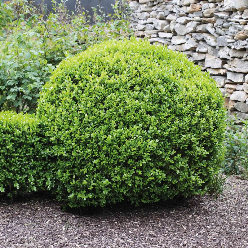 Winter Gem Boxwood|5 Gallon|3 Gallon