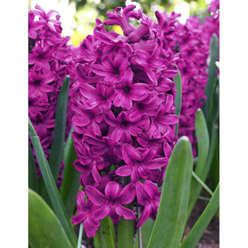 Woodstock Hyacinth Bulbs|5-pack