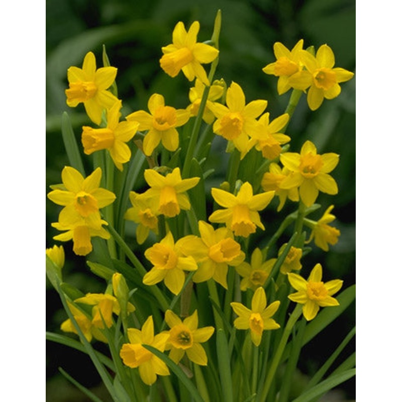Yellow Sailboat Daffodil Bulbs