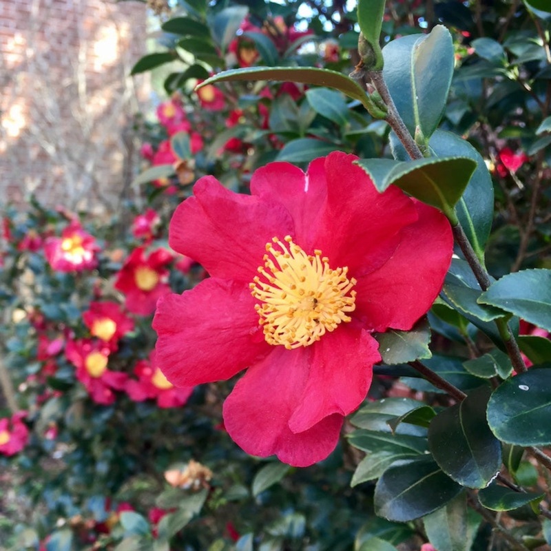 Yuletide Camellia|3 Gallon|1 Gallon