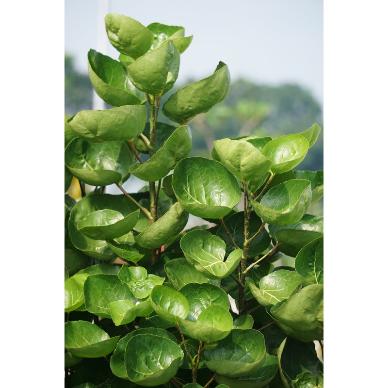 Aralia Fabian Stump|Medium|Large|Grant|Hyde|Isabella|Grow Pot|Mexia|Pallas|Cream|Black|White Sesame|Top Half White|Blush|Bubblegum|Chocolate|Dusty Rose|Top Half Dusty Rose|Rose Gold|Sea Glass|Top Half Black|Plastic|Mustard|Indigo|Cement Grey