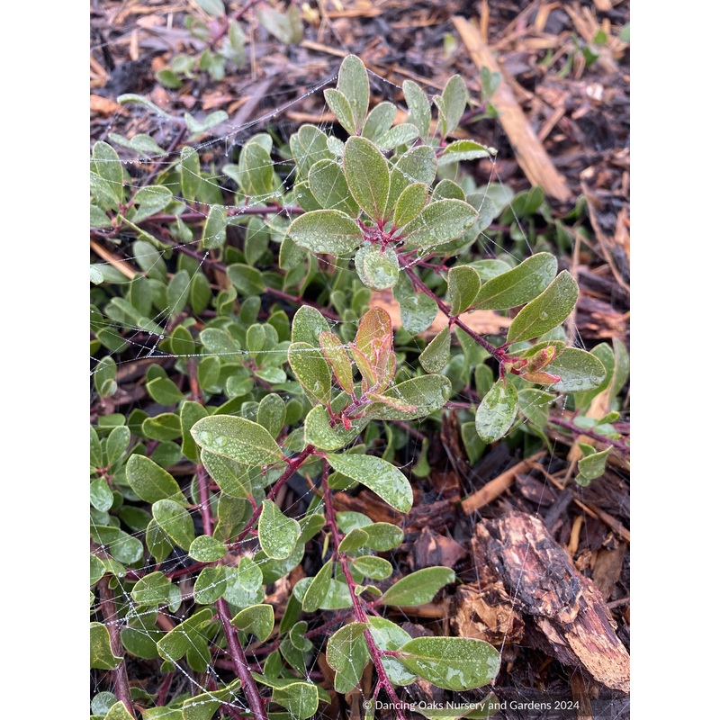 Arctostaphylos franciscana, Franciscan Manzanita