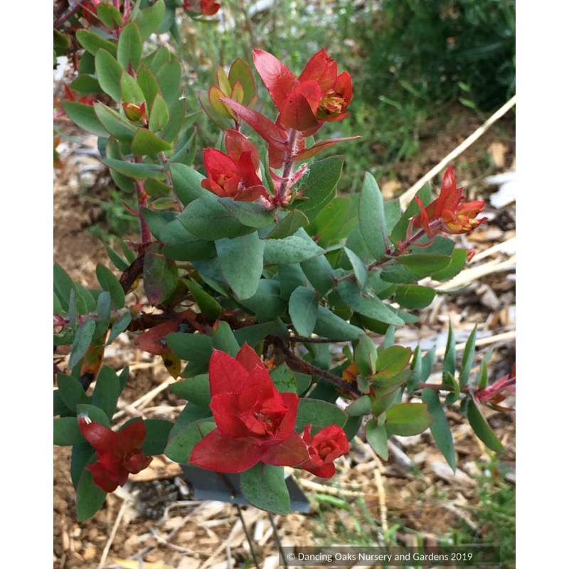 Arctostaphylos pajaroenis ‘Brett’s Beauty’, Pajaro Manzanita