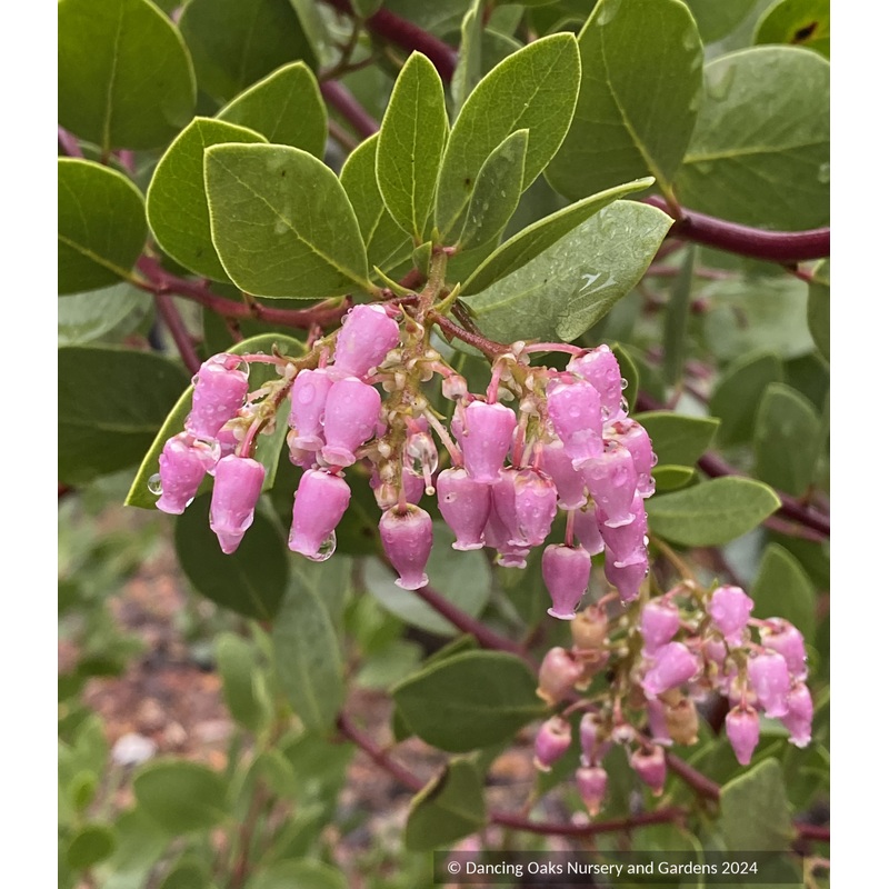 Arctostaphylos x ‘Love Child’, Manzanita