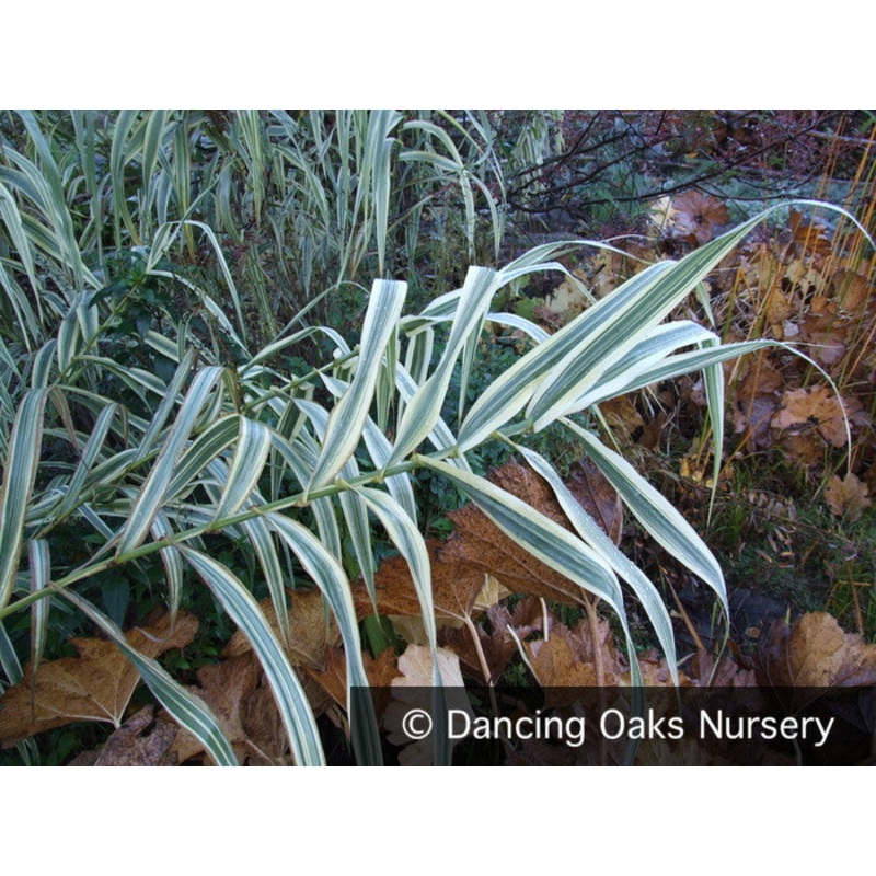 Arundo donax var. ‘Versicolor’, Giant Reed Grass