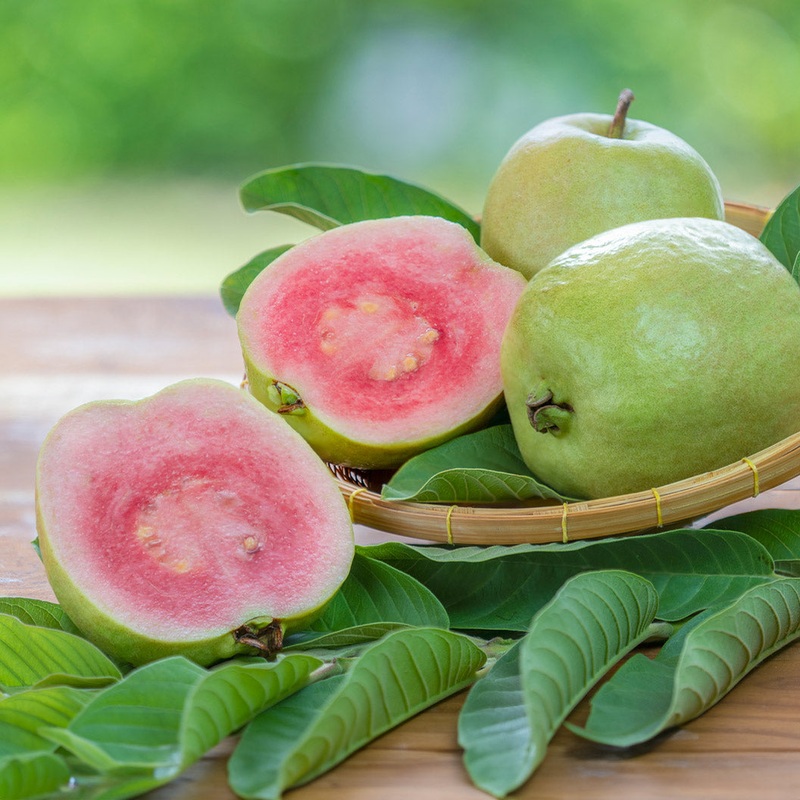 ‘Barbie Pink’ Guava|2-3 ft.|3 Gallon