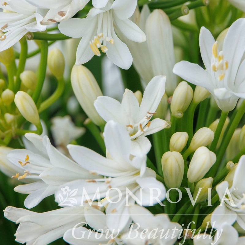 Bridal Veil Agapanthus|1 Gallon|2-PACK|Single