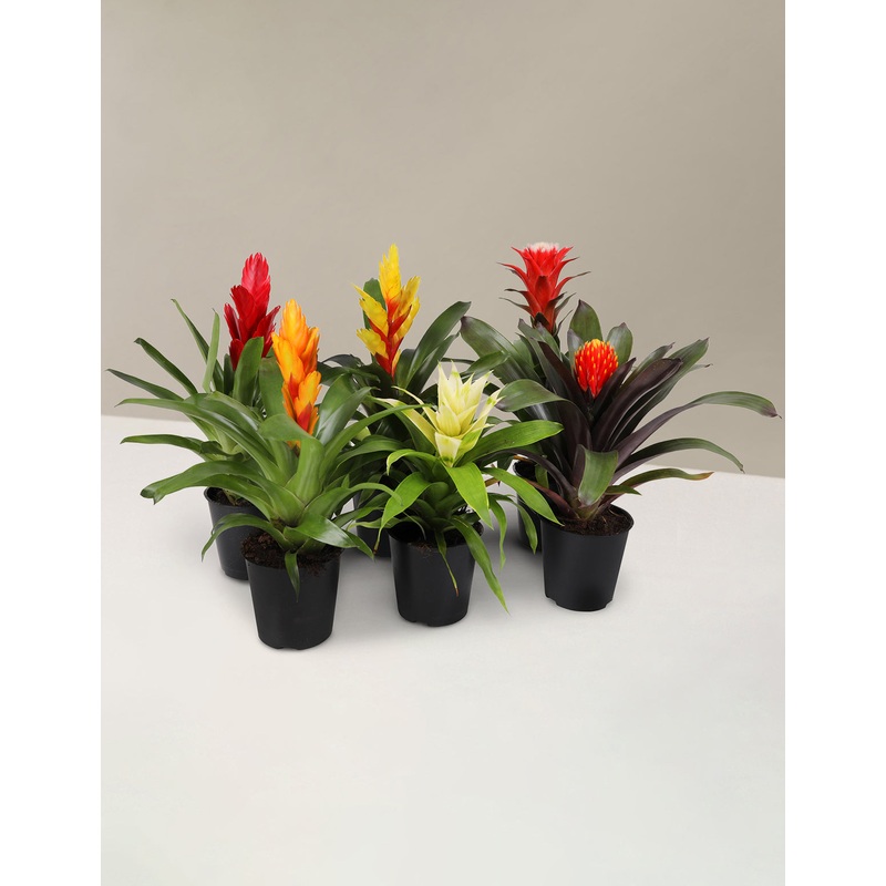 Bromeliad Assortment|Small (10″16″ tall)|Grow Pot|Plastic