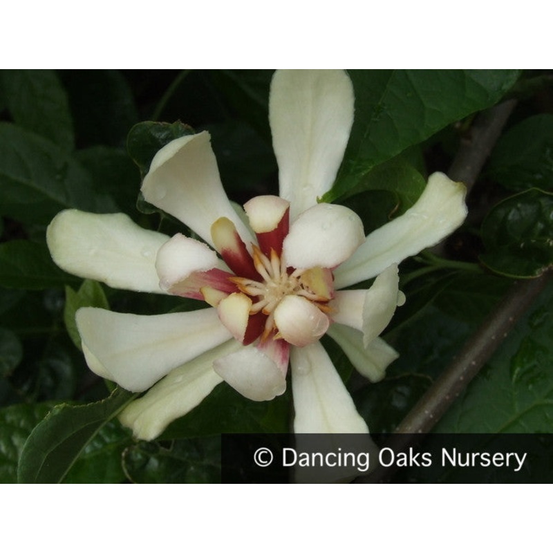 Calycanthus x raulstonii ‘Venus’ PP15925, Sweetshrub