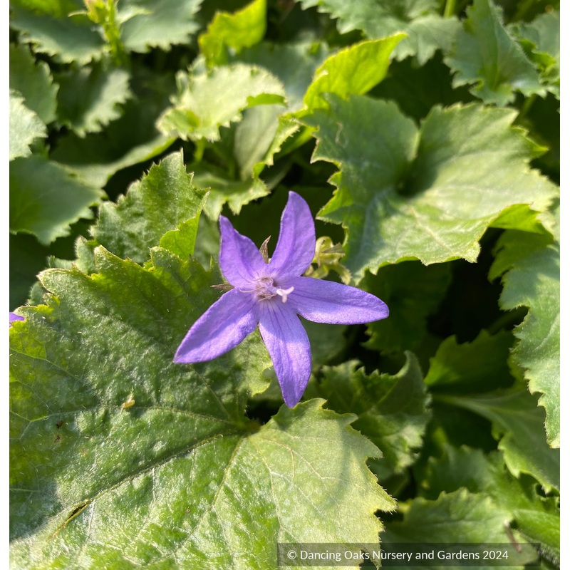 Campanula poscharskyana, Serbian Bellflower