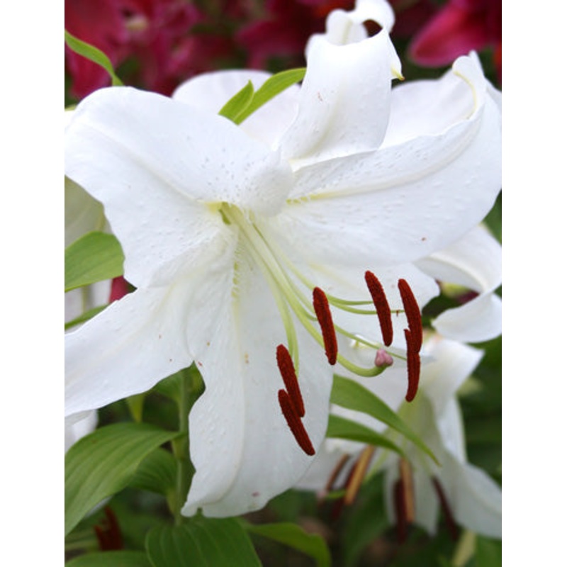 Casa Blanca Oriental Lily Bulbs