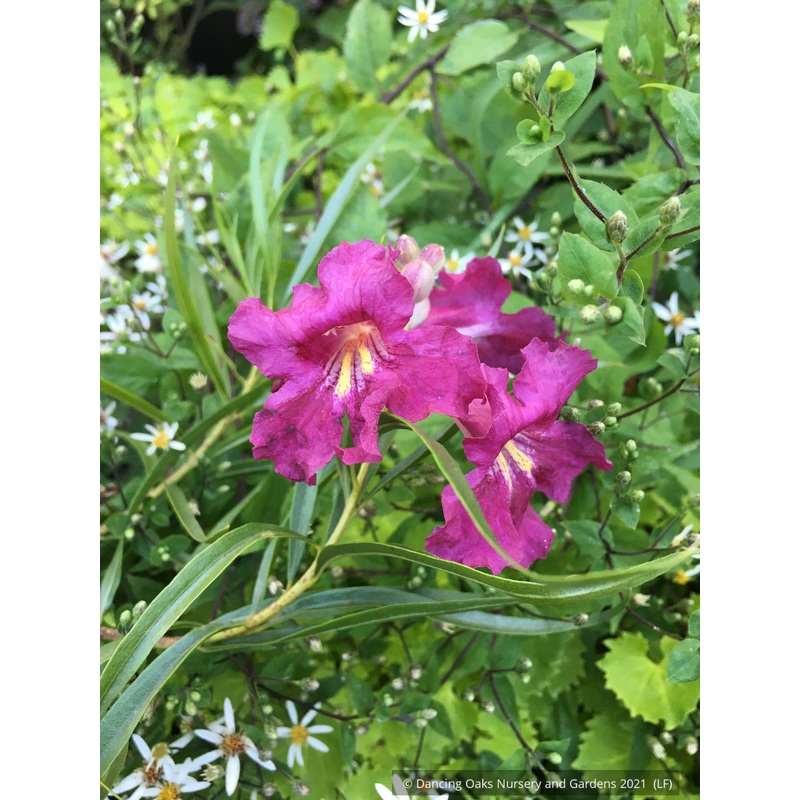 Chilopsis linearis Lucretia Hamilton, desert willow