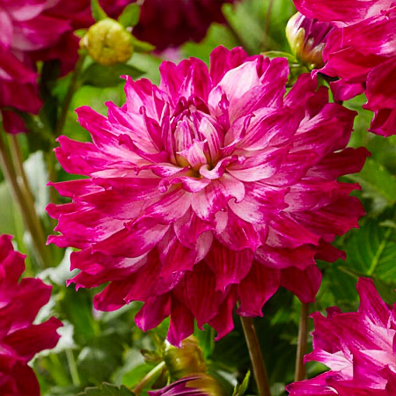 Cloudy Sky Dahlia Bulbs|3-pack