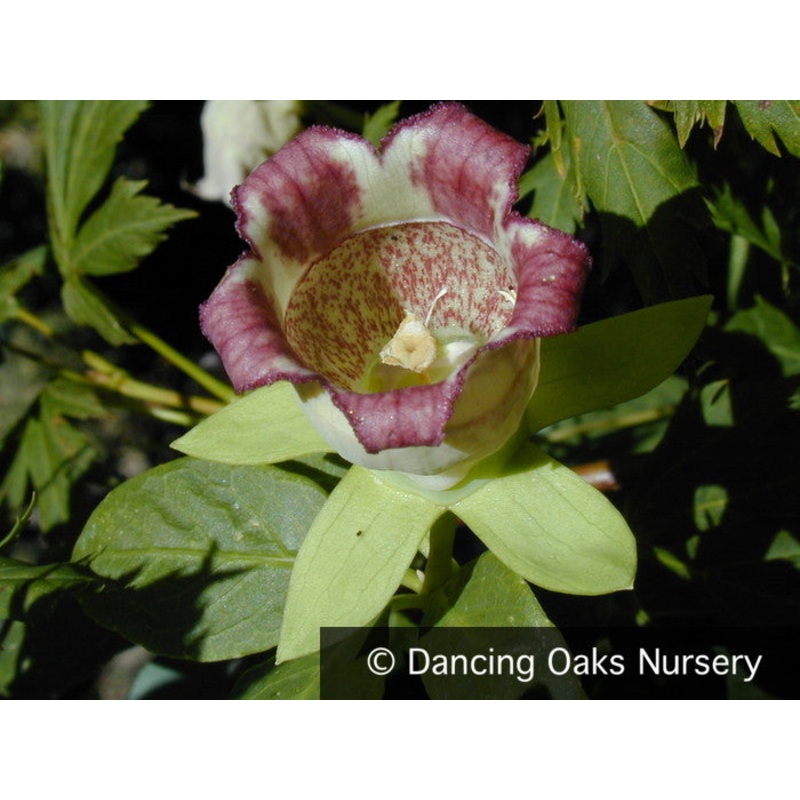 Codonopsis lanceolata, Bonnet Bellflower