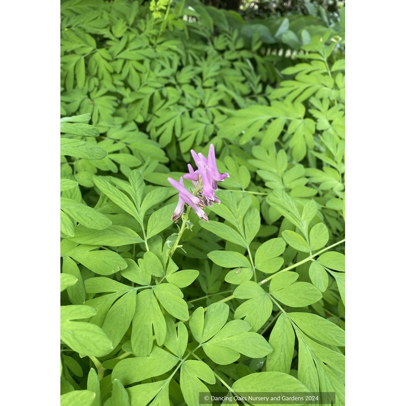 Corydalis scouleri, Scouler’s Corydalis