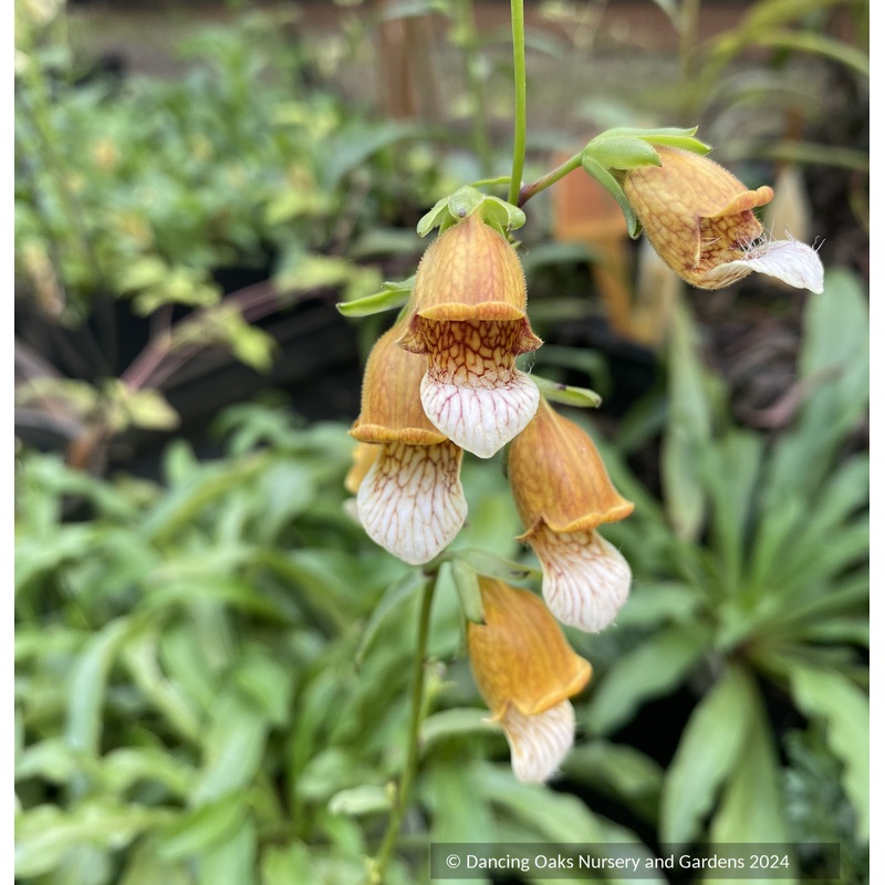 Digitalis laevigata, Grecian Foxglove