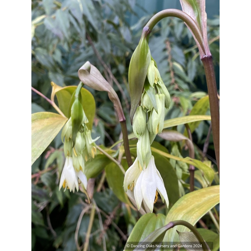 Disporum sp. AP2018-22, Fairy Bells