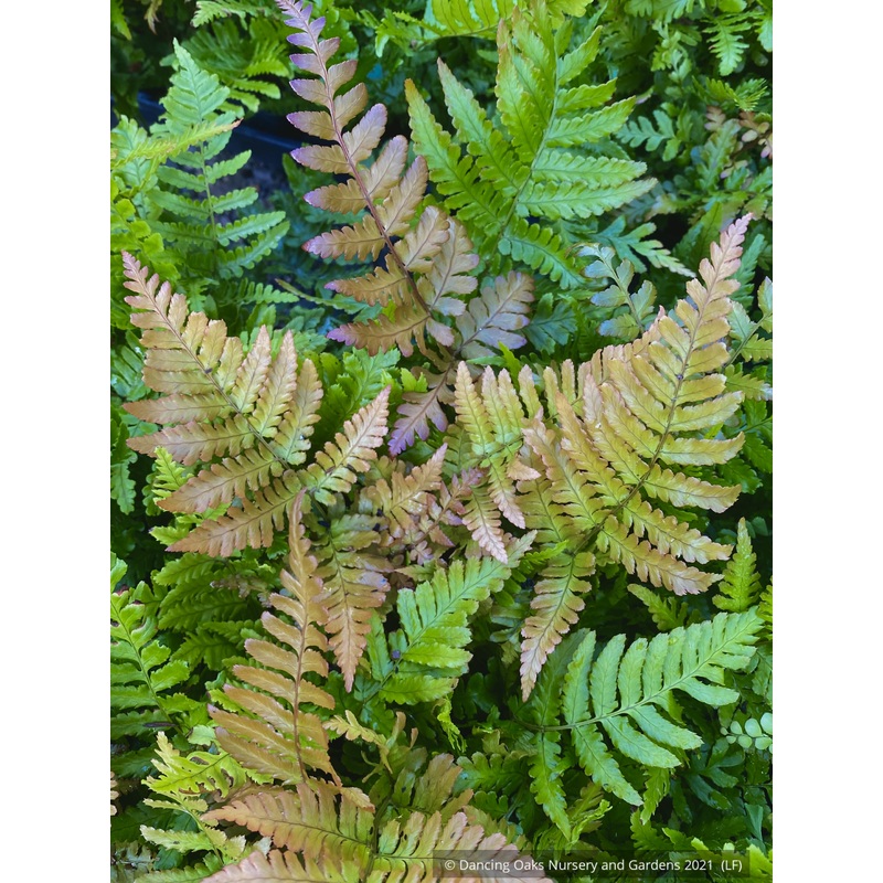 Dryopteris erythrosora, Autumn Fern