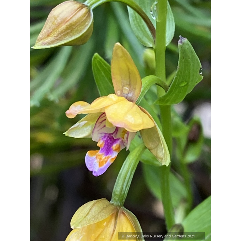 Epipactis thunbergii, Japanese Stream Orchid