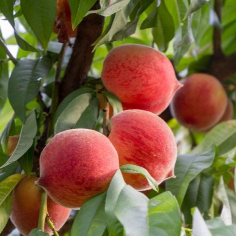 Frost Peach Tree|3-4 ft.|6-7 ft.|4-5 ft.|5-6 ft.