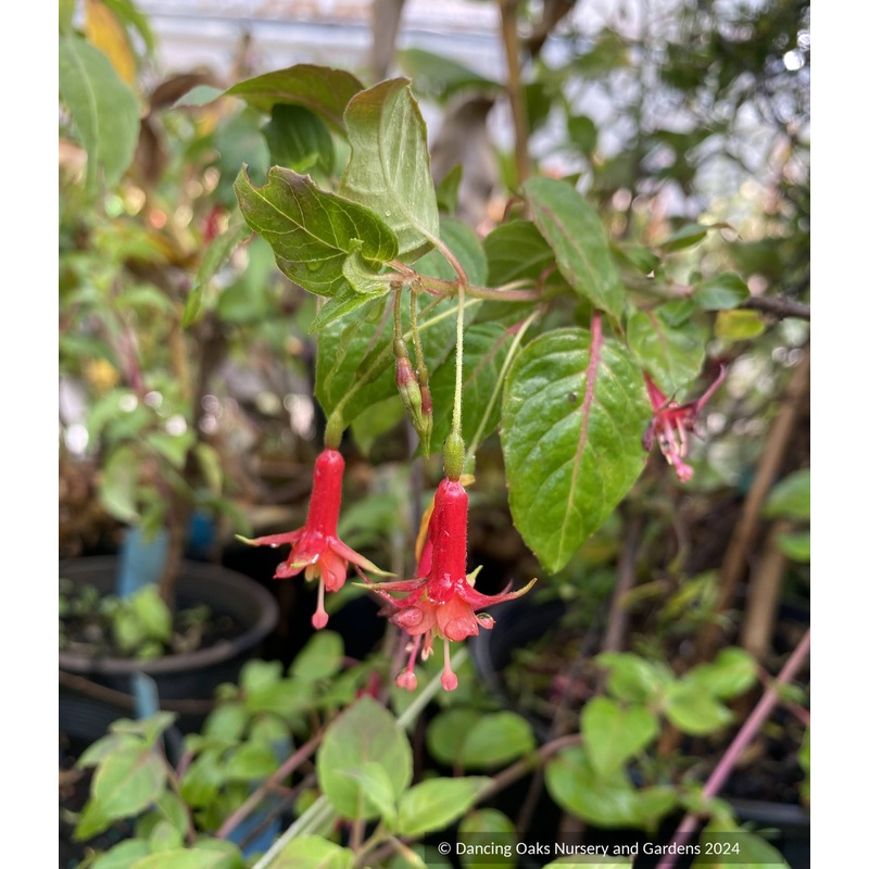Fuchsia Baby Chang, Hardy Fuchsia