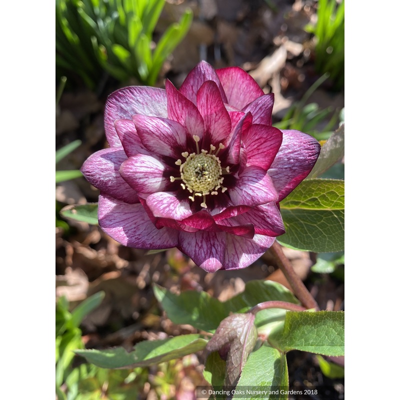 Helleborus ‘Whirlwind Romance’ Wedding Party Series, Lenten Rose or Hybrid Hellebore