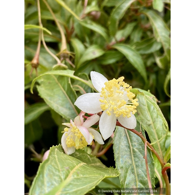 Hydrangea platyarguta (syn. Platycrater arguta), Tea of Heaven