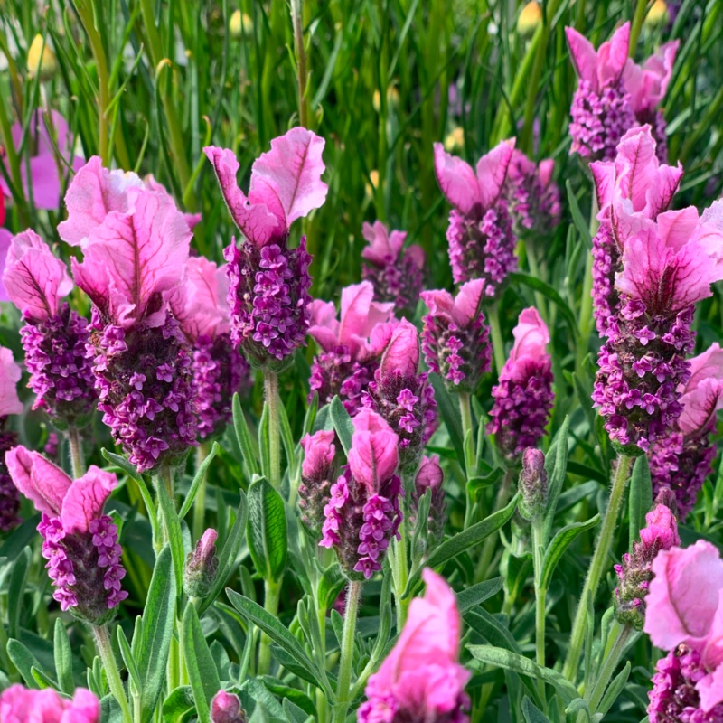 Javelin Forte Deep Rose Spanish Lavender