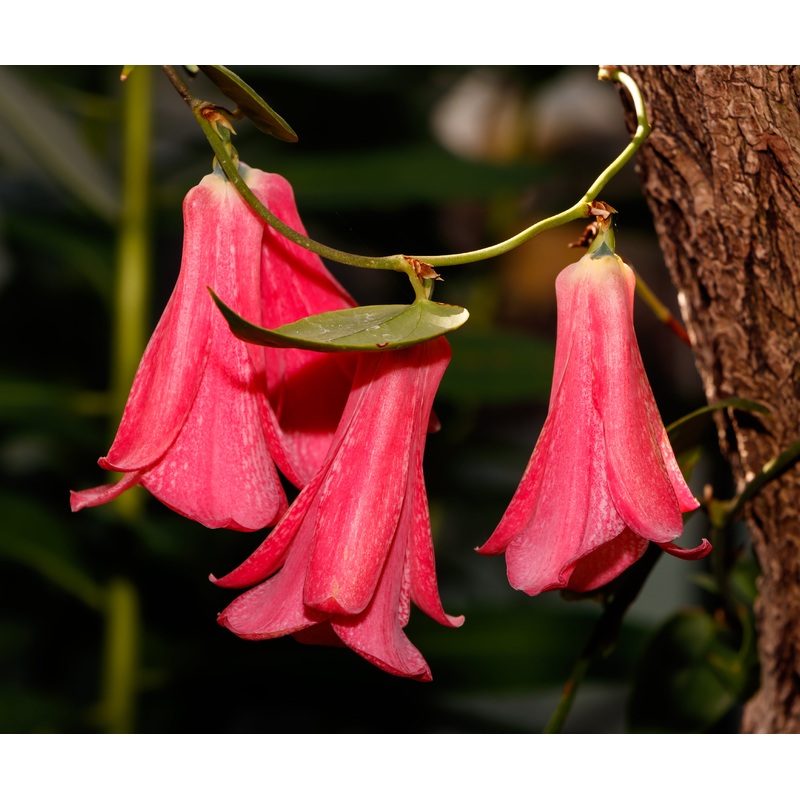 Lapageria rosea, Chilean Bellflower