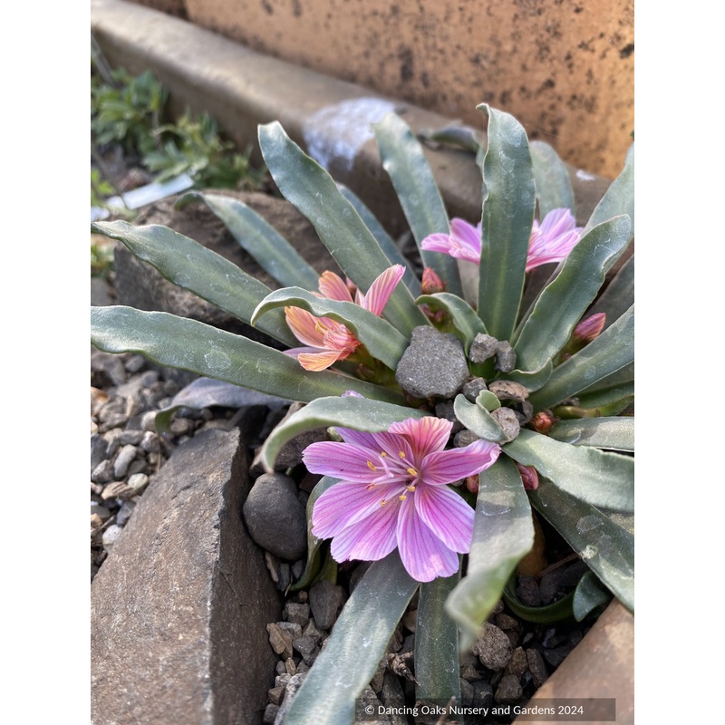 Lewisia longipetala ‘Little Plum’, Hybrid Lewisia