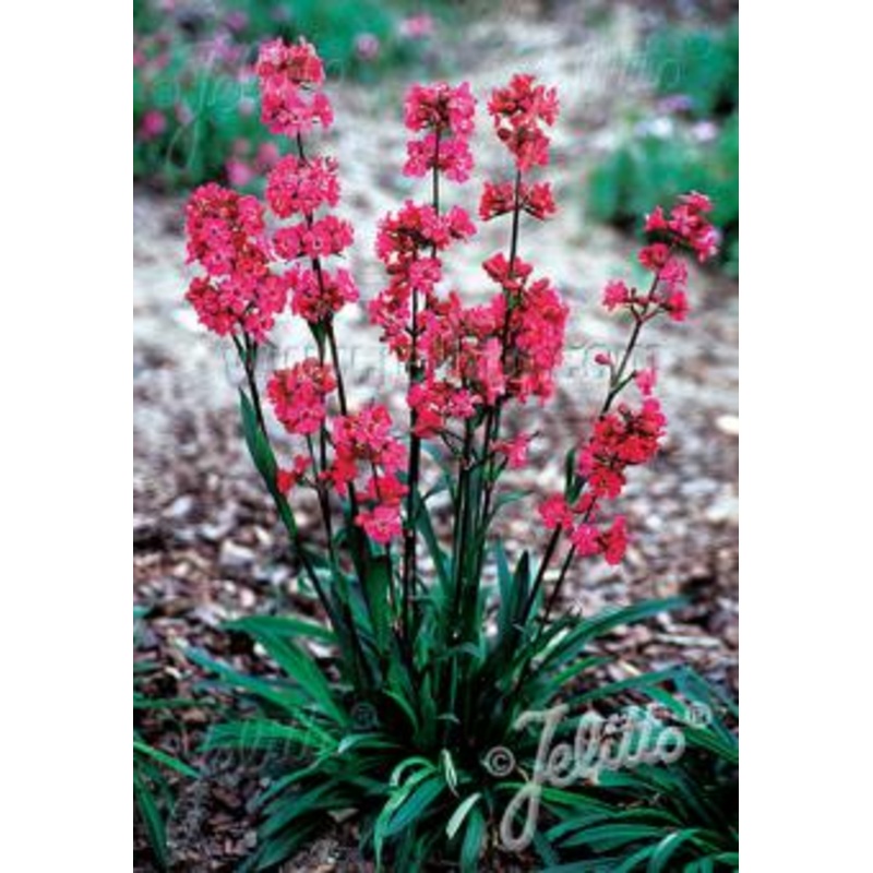 Lychnis (syn. Silene) viscaria ‘Feuer’, Firebird Catchfly