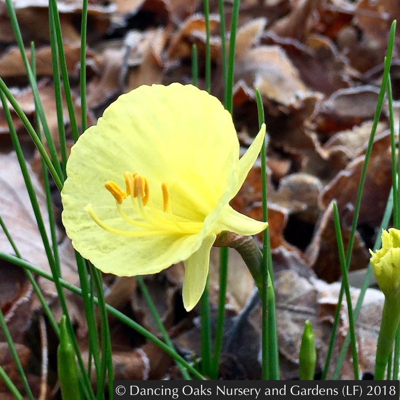 Narcissus romieuxii ‘Julia Jane’, Miniature Daffodil