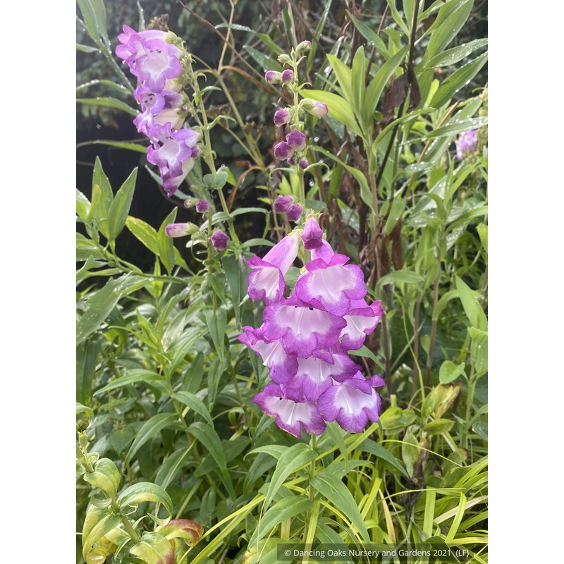 Penstemon ‘Violet Kissed’, Beard Tongue