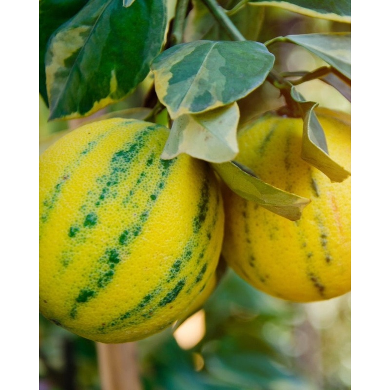 Pink Variegated Eureka Lemon Tree