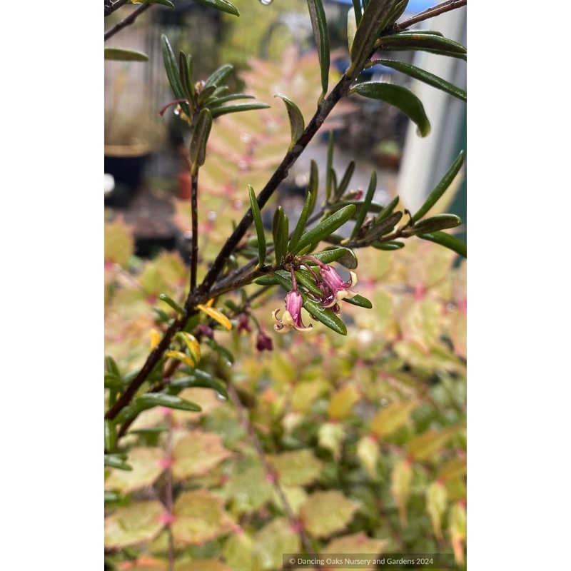 Pittosporum bicolor|0.67 qt