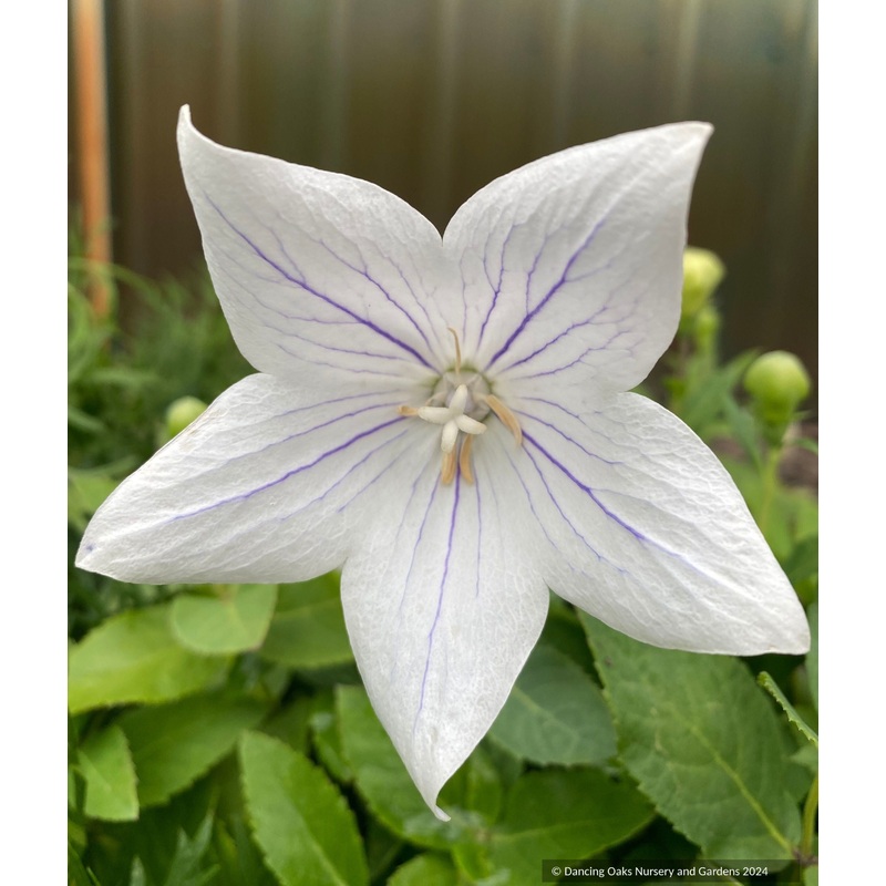 Platycodon grandiflorus ‘Fairy Snow’, balloon flower